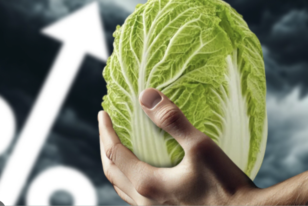 배추 가격 폭등 원인과 정부 대책