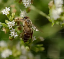 말벌에 쏘였을 때 응급처치&amp;#44; 말벌 퇴치법&amp;#44; 말벌퇴치비용&amp;#44; 말벌퇴치제