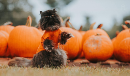 제품 비교 기준 관련 사진