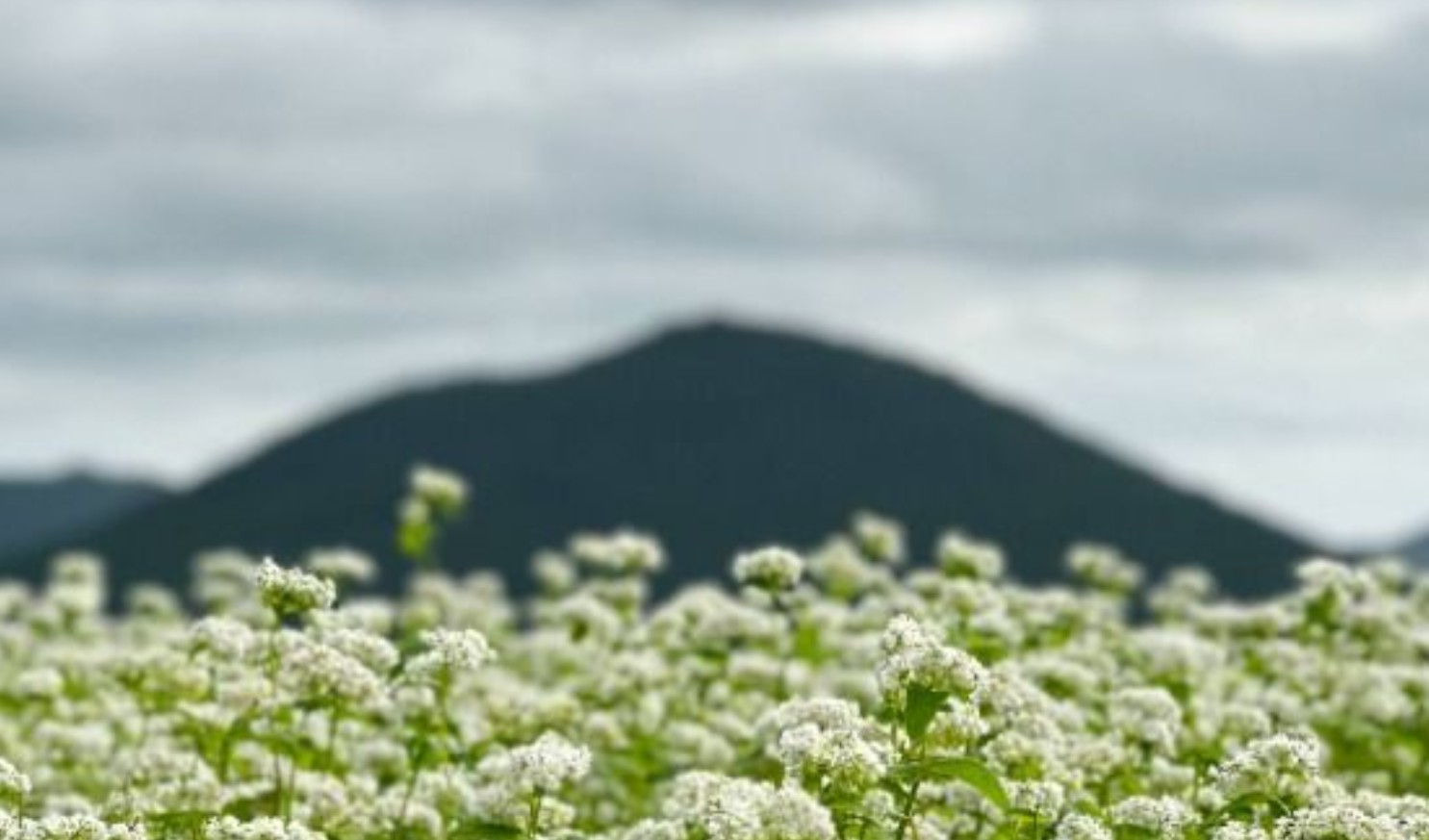 봄꽃 축제 갈 때 꼭 챙겨야 할 필수템