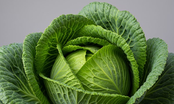 췌장 살리는 양배추 (중요성, 보호 효능, 섭취 방법)