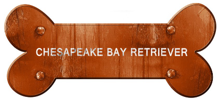 체사피크 베이 리트리버의 지폐.