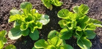 쌈배추 재배 속 차게 키우기 시비 타이밍 통풍 관리_12