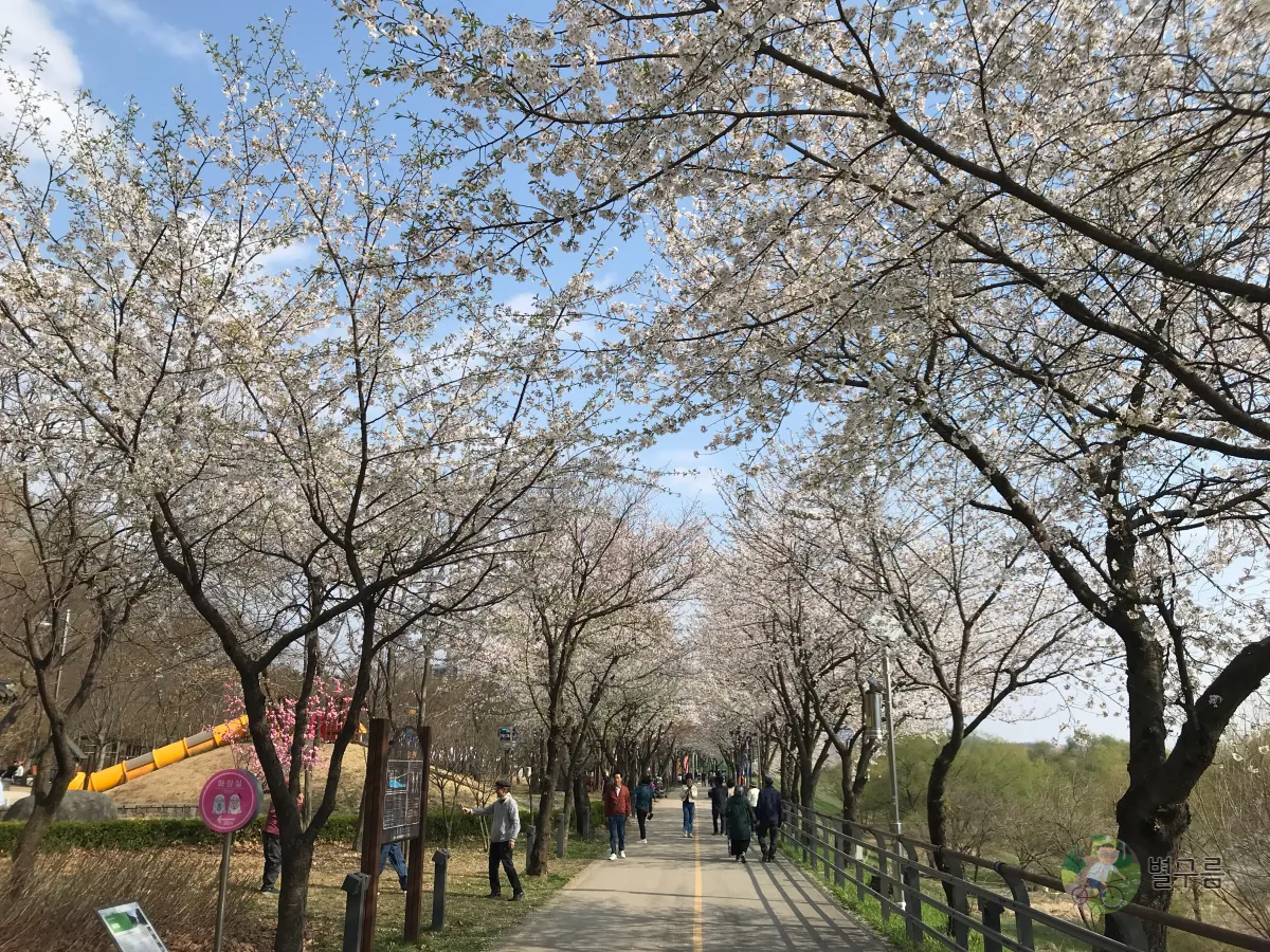 갈산공원-벚꽃-산책길-1
