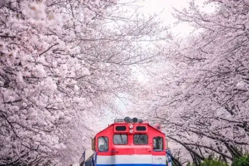 진해 군항제 모습 사진