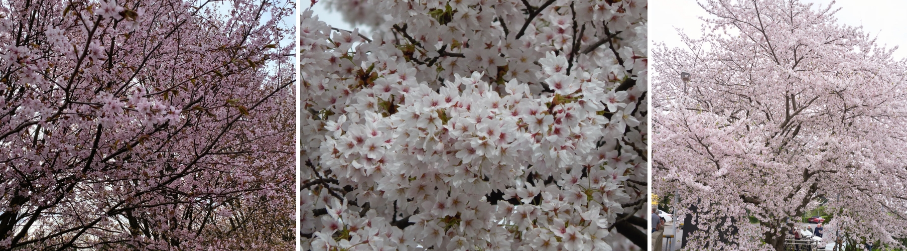 영등포 여의도 봄꽃축제