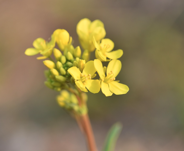 2025 구리 유채꽃축제