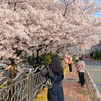 부산 벚꽃 명소 추천 숨겨진 뷰포인트_20