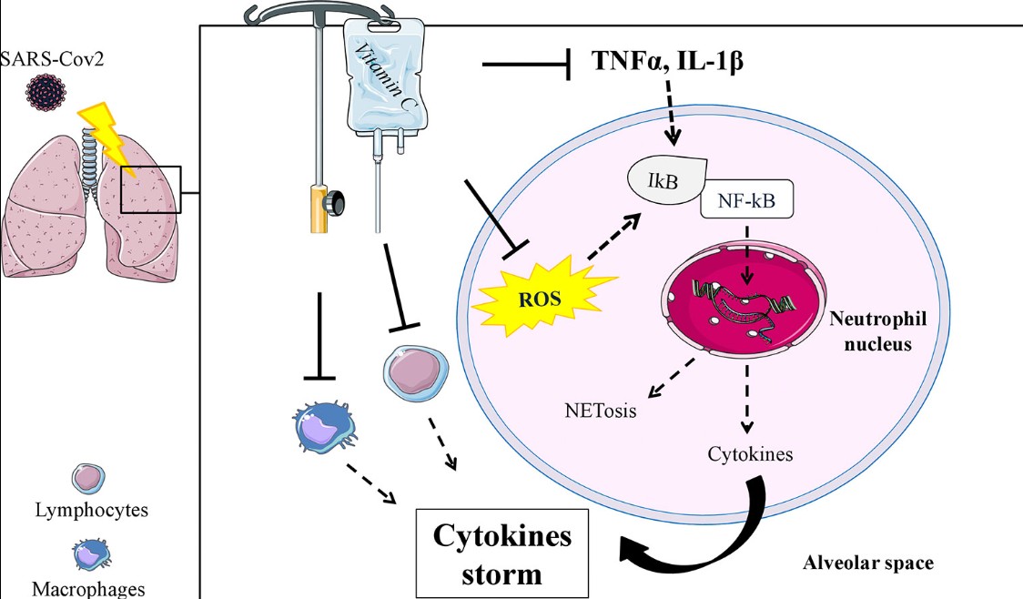 바이러스와 비타민C