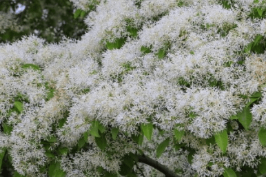 만첩 조팝나무 포토 종류 와 장미 이팝나무 알아보기
