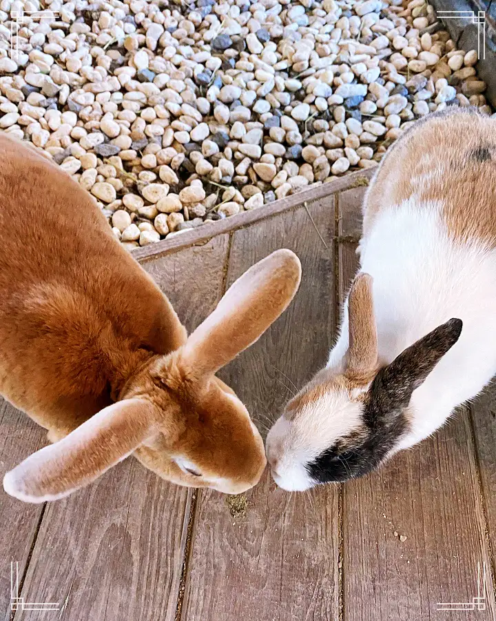 생방송오늘저녁 서울 근교 남양주 별내 토끼 고양이 강아지 뛰어노는 동물 체험 카페 맛집 추천