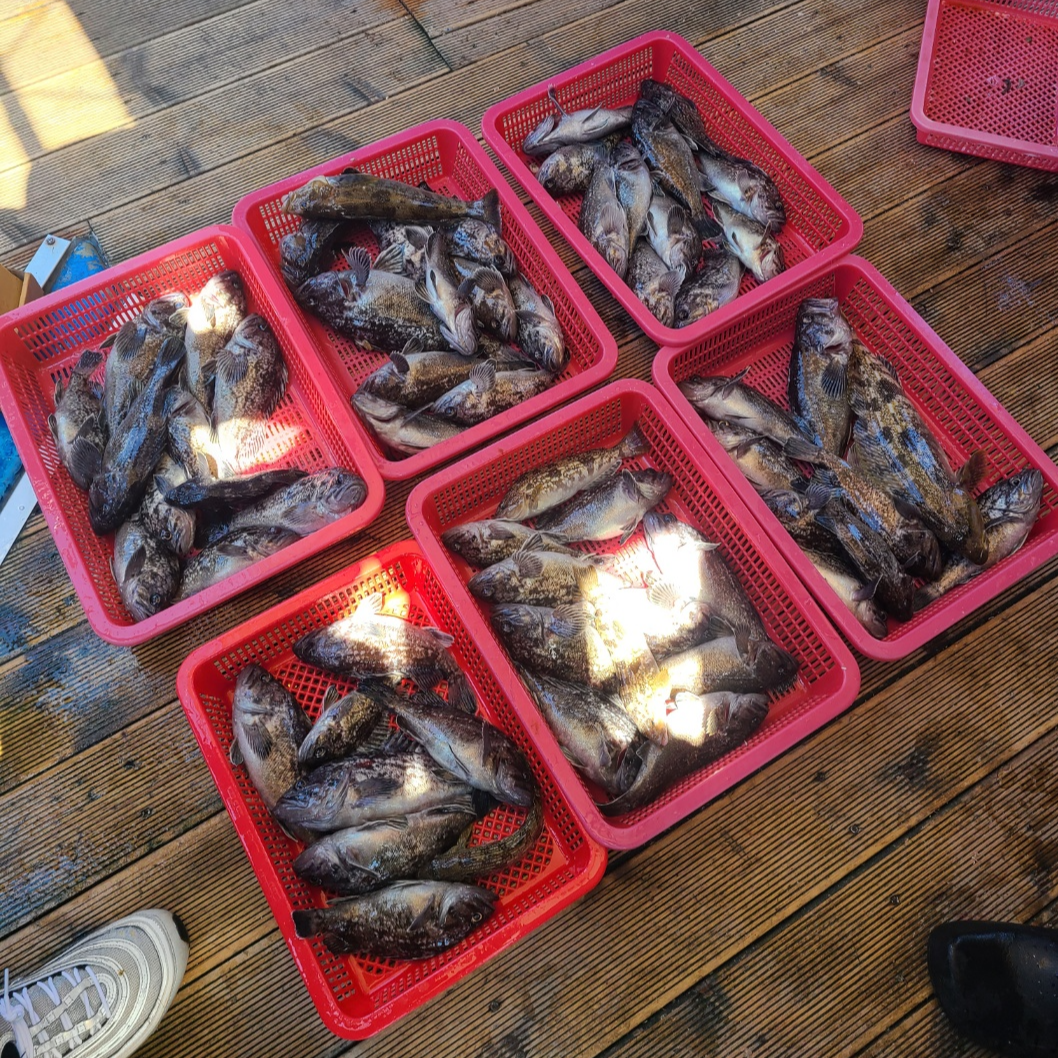 오이도(시흥 시화방조제) 배낚시 후기-Boat Fishing at Oido