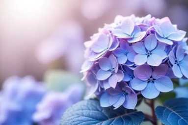 제주 휴애리 수국축제