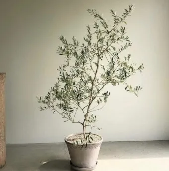 올리브 나무 키우는법 5가지 치명적 실수와 해결책 총정리를 안내_12