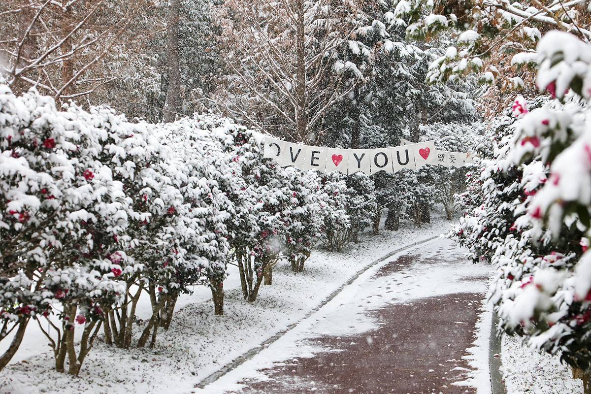 분재정원 애기동백1