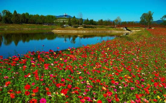 [5월 축제]창포원❘2025 거창에 온 봄 축제, 아리미아꽃축제,거창한 산양삼 축제