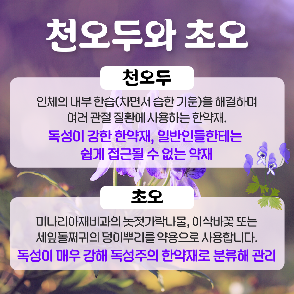 천오두와 초오