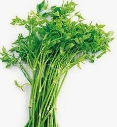 미나리 효능 부작용 고르는법 칼로리