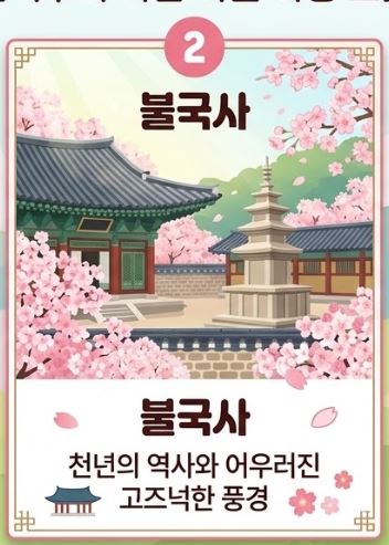 경주 벚꽃