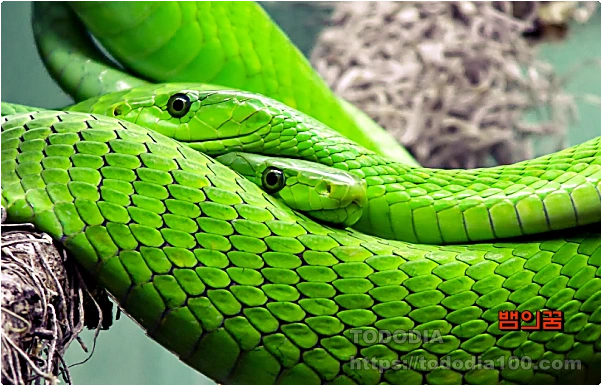 뱀꿈-꿈해몽-초록뱀