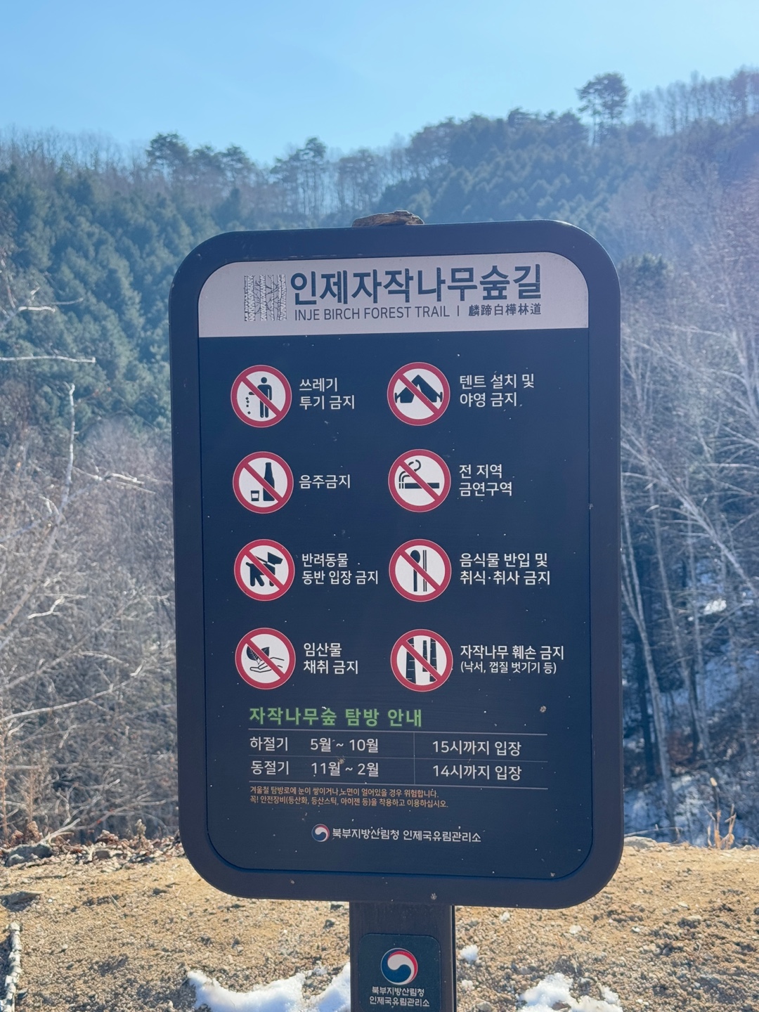 인제 자작나무숲