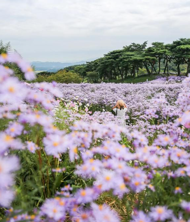 “보랏빛 사랑의 계절, 문경 봉천사 개미취 꽃밭”