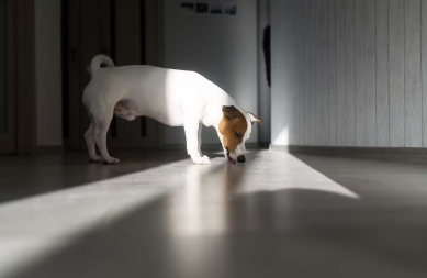 바닥을 핥는 개