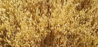 귀리 재배 봄 파종 배수 관리 비료량 조절_3