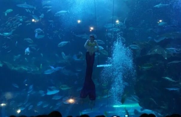 아쿠아플라넷_인어