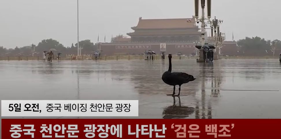 블랙스완
