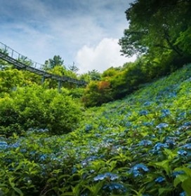 화담숲 예약: 한국의 고요한 수목원을 방문하는 방법, 입장료, 그리고 계절별 팁