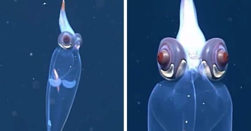 심해의 불가사의한 생명체 '유리 오징어' VIDEO: Amazing Video Captures a Glass Squid Swimming in the Depths of the Ocean