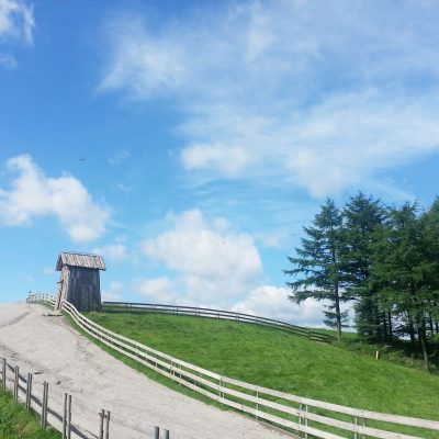 대관령 양떼목장 드널읍 초원 양 먹이주기 건초 체험