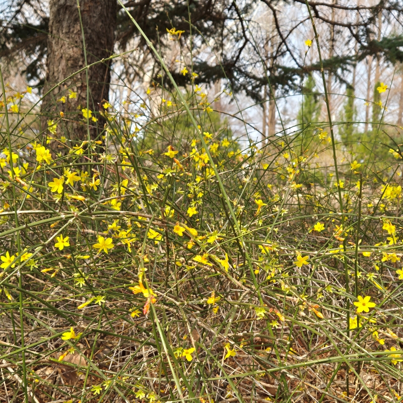 영춘화