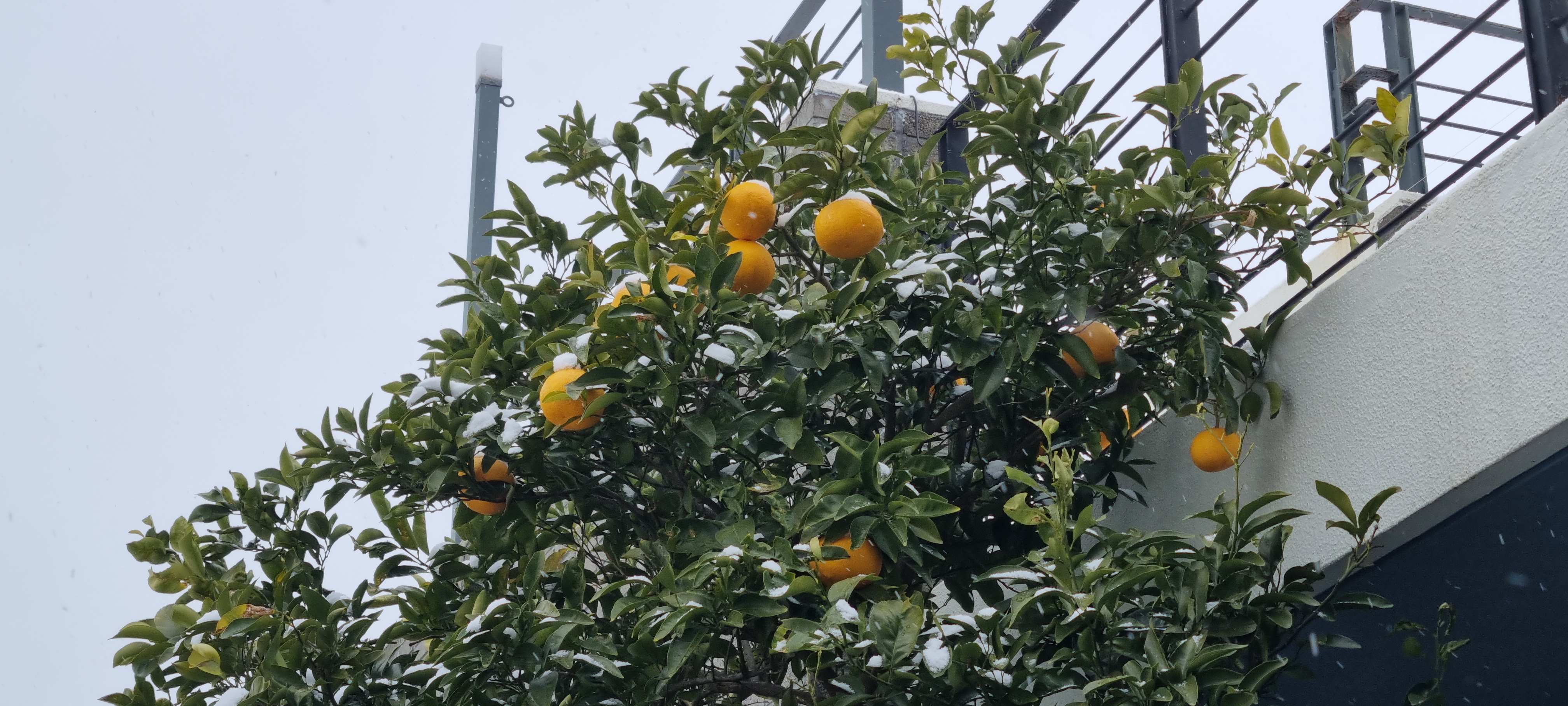 숙소 2층에 눈 맞은 하귤