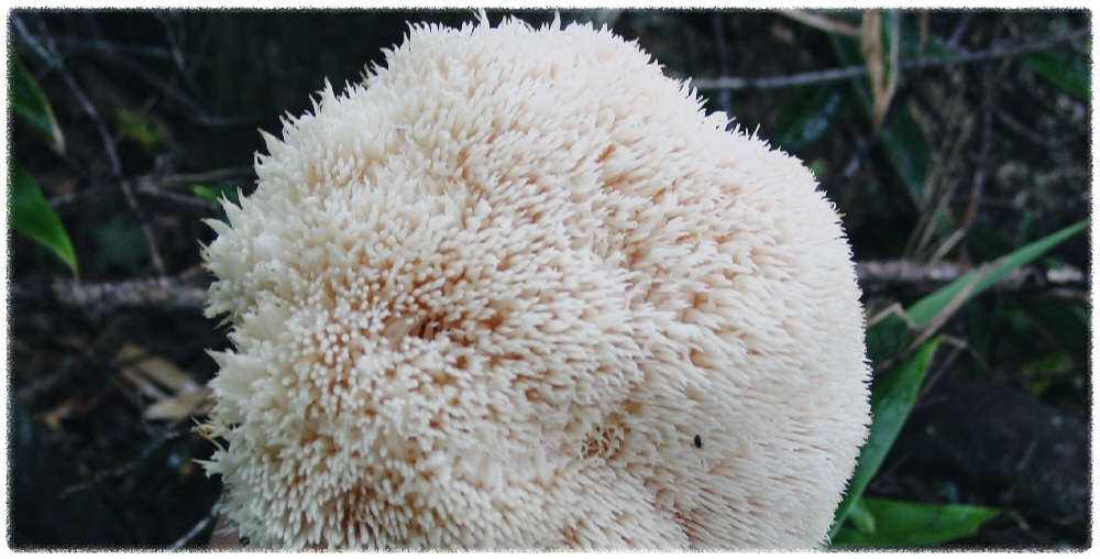 노루궁뎅이버섯의-효능