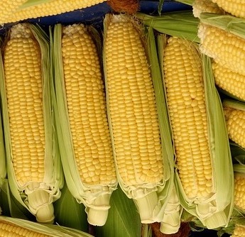 옥수수