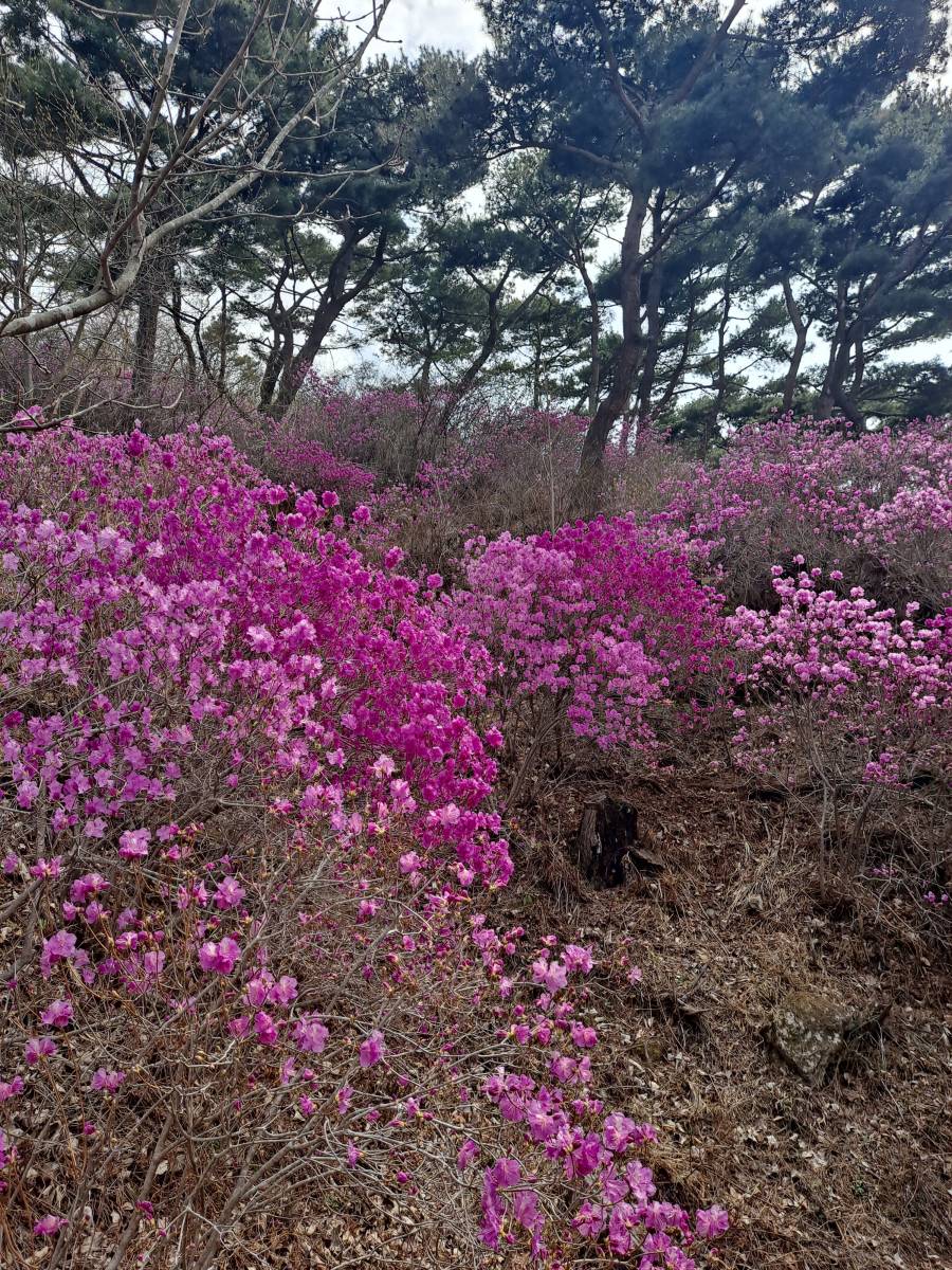 만개한 진달래들