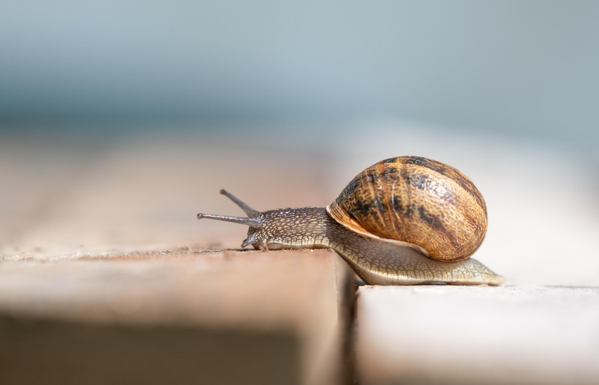 &lsquo;느림의 미학&rsquo;: 아날로그 취미가 스트레스&middot;불안 완화에 미치는 영향