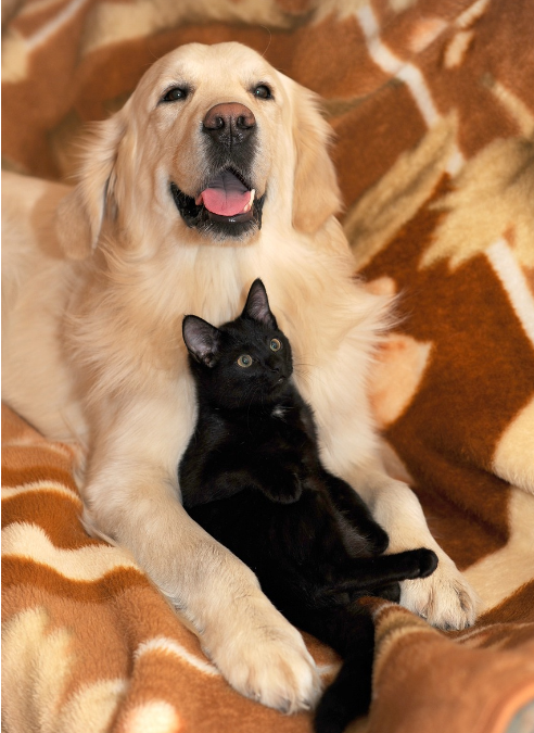 강아지와 고양이