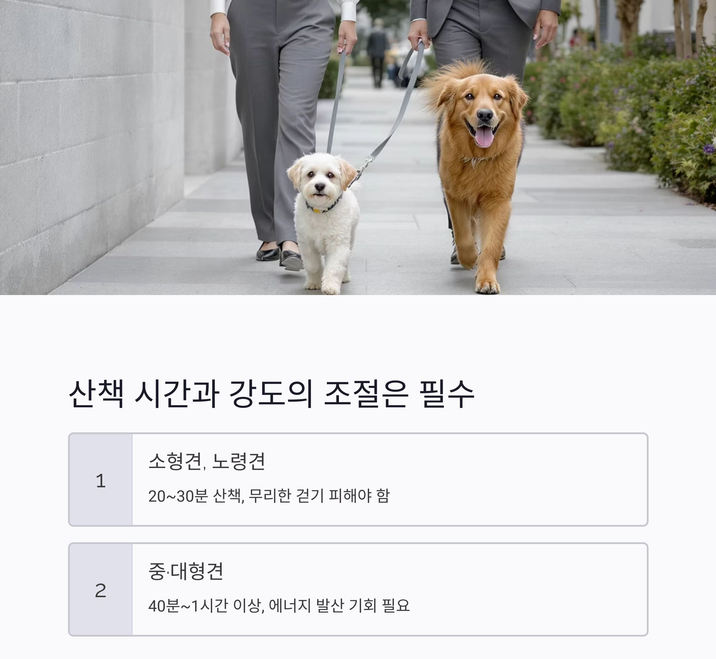 강아지 산책 시 꼭 알아야 할 필수 주의사항 7가지