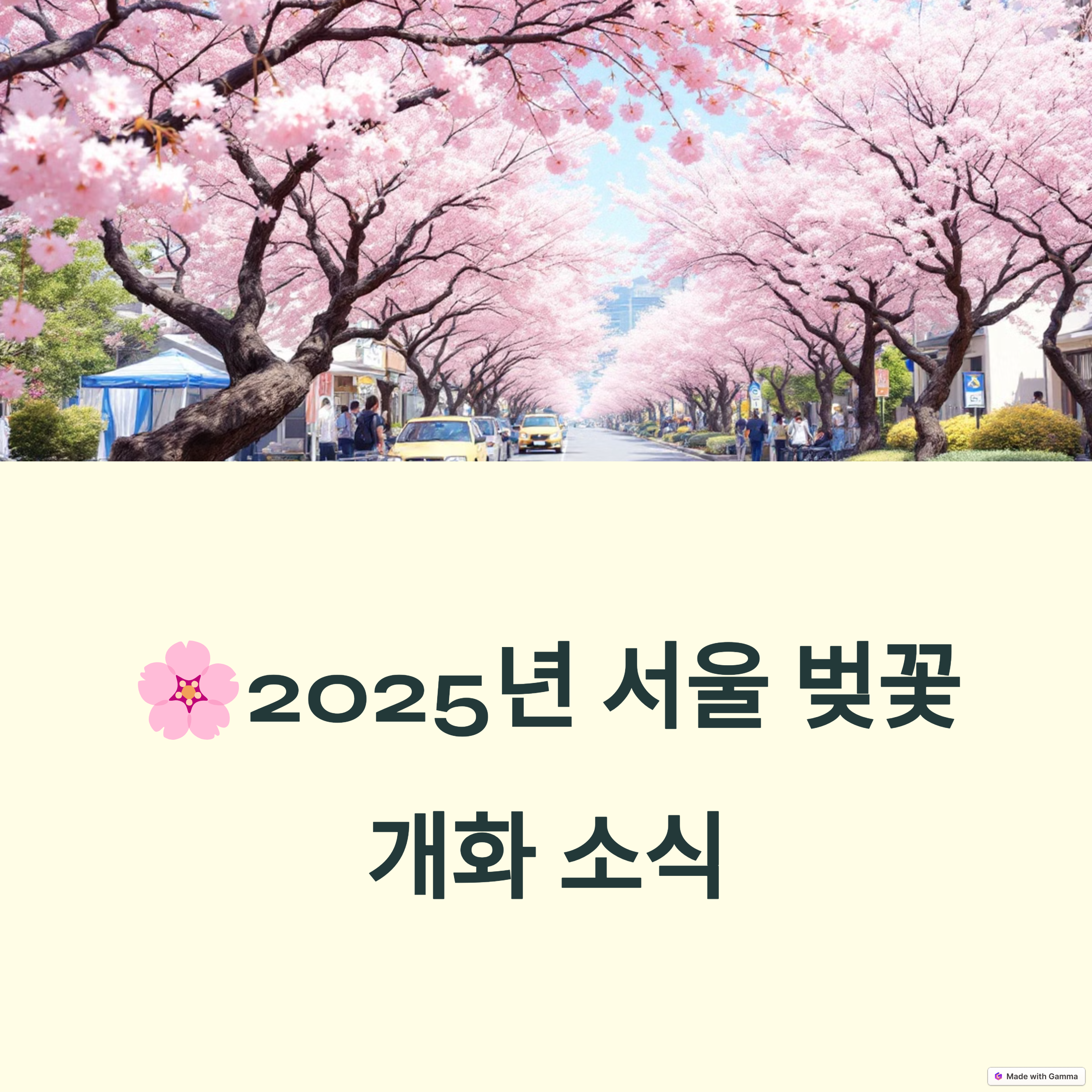 2025 서울 벚꽃 개화시기! 잠실 석촌호수 벚꽃 현황