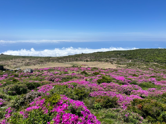 철쭉 핀 한라산 영실코스