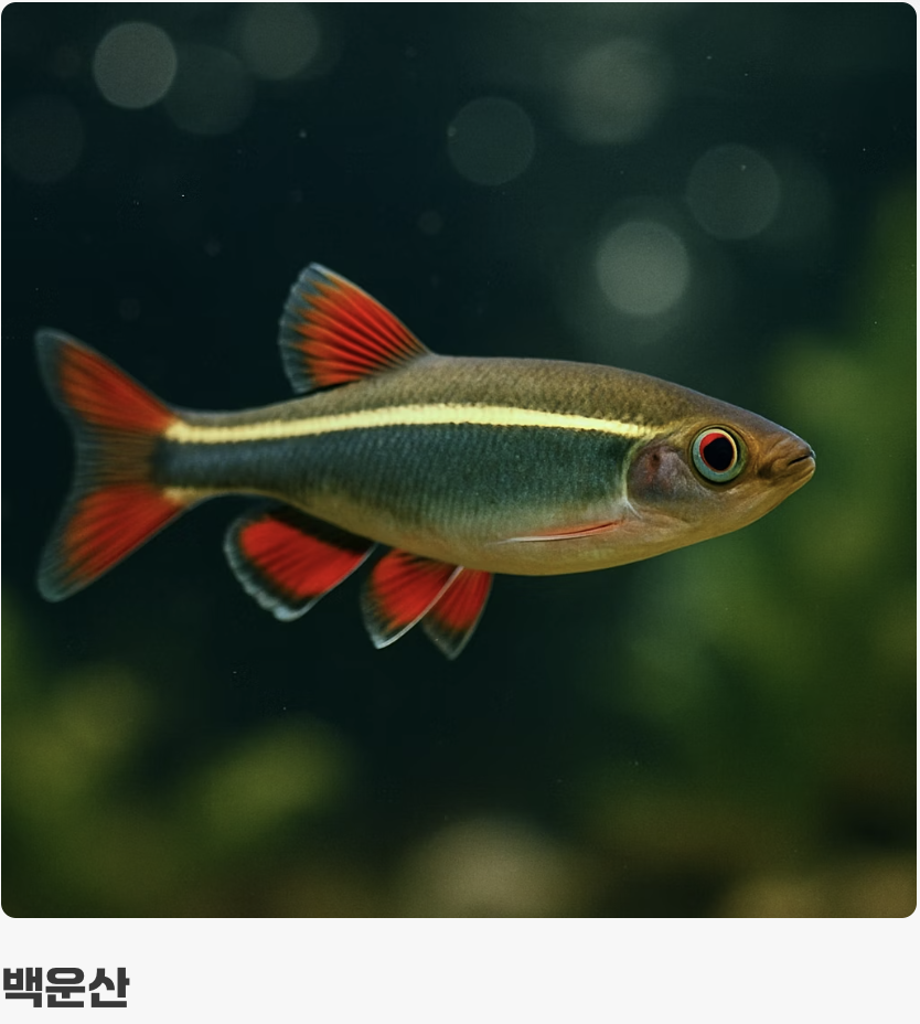 BEST 1 &amp; 2: 어항 상층부를 책임질 활기찬 친구들