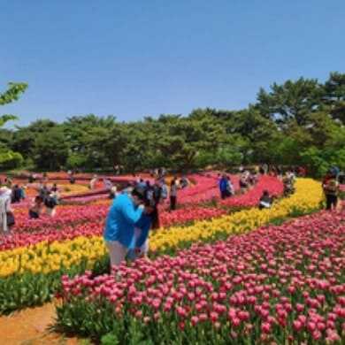 태안 세계 튤립 꽃 박람회