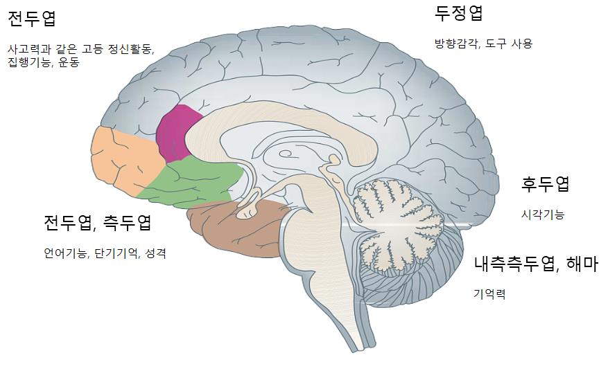 뇌 구조 기능