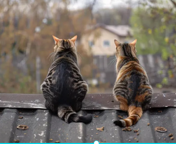 하늘을 날아다니는 꿈해몽