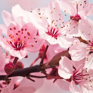 2025 대한민국 벚꽃 개화 시기 총정리! 지역별 명소 &amp; 축제 일정