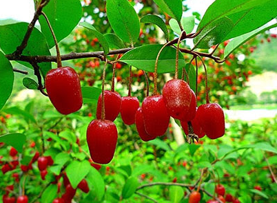 보리수효능 성질 먹는방법 임산부 기관지 기침 당뇨 부작용 총정리1