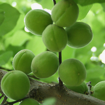 매실 효능과 부작용 고르는법 칼로리